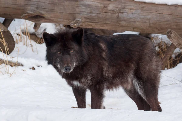 Wilde Zwarte Canadese Wolf Staat Witte Sneeuw Canis Lupus Pambasileus — Stockfoto