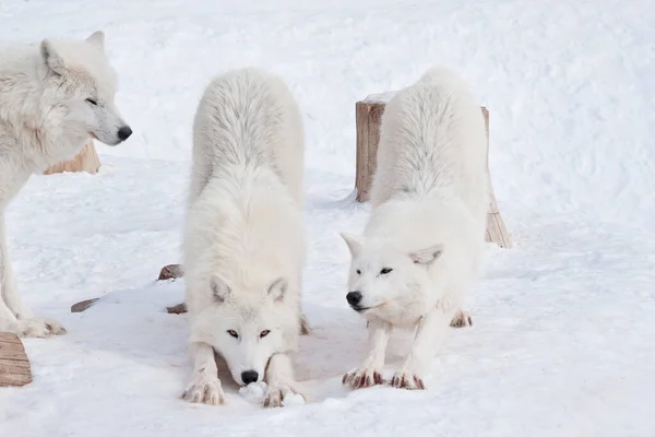 Trzy Dzikie Wilki Grają Białym Śniegu Zwierzęta Przyrodzie Canis Toczeń — Zdjęcie stockowe