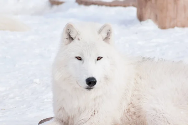 北极野狼躺在白雪上 野生动物 Canis Lupus Arctos 北极熊或白狼 — 图库照片