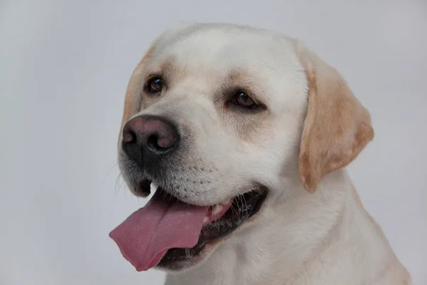 Ritratto Simpatico Labrador Retriever Animali Compagnia Cane Razza Pura — Foto Stock