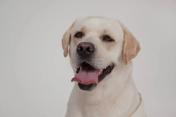 Lábio Bonito Recuperar Close Animais Estimação Cão Raça Pura — Fotografia de Stock
