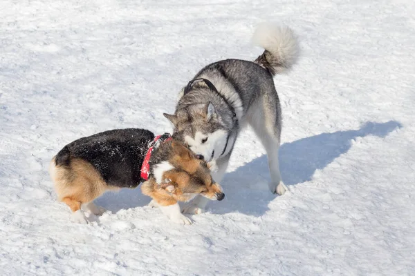 Kış parkında tatlı pembroke corgi puppy ve Sibirya husky oynuyorlar. Evcil hayvanlar.. — Stok fotoğraf