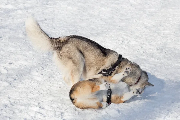 Niedliche pembroke walisische Corgi-Welpen und sibirische Huskys spielen auf einem weißen Schnee im Winterpark. Haustiere. — Stockfoto