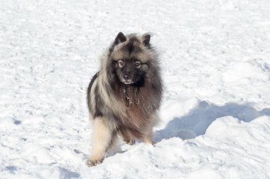 Tatlı Deutscher Wolfspitz yavrusu kameraya bakıyor. Keeshond veya Alman Spitz. Evcil hayvanlar..