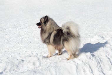 Şirin Deutscher Wolfspitz köpeği kış parkında beyaz bir karın üzerinde duruyor. Keeshond veya Alman Spitz. Evcil hayvanlar..