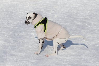 Güzel evcil hayvan kıyafetleri içinde sevimli dalmaçyalı köpek yavrusu kış parkında duruyor. Evcil hayvanlar..