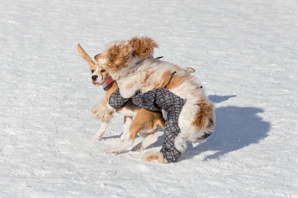 Lindo perrito beagle inglés y gallo inglés spaniel están jugando en el parque de invierno . —  Fotos de Stock