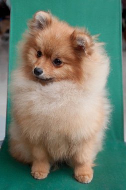Şirin Pomeranya köpeği katlanabilir bir sandalyede oturuyor. Evcil hayvanlar. Safkan köpek..