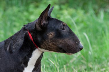 Şirin bir İngiliz teriyeri. Yaklaş. Evcil hayvanlar. Safkan köpek..