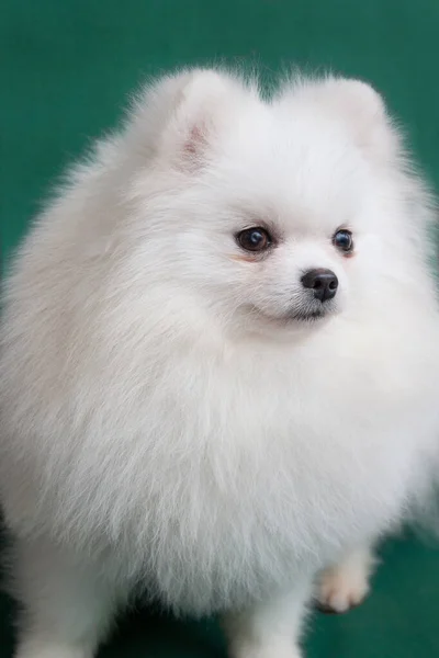 Niedlichen Pommerschen Welpen Isoliert Auf Einem Grünen Hintergrund Deutscher Spitz — Stockfoto