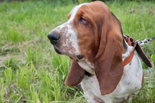 Cute basset hound close up. Purebred dog. Pet animals.