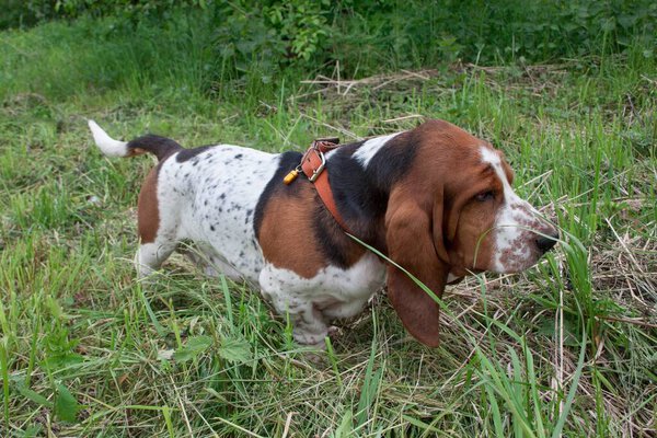 Cute basset hound is walking on a green meadow. Purebred dog. Pet animals.
