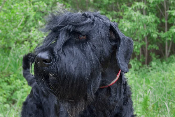 Erwachsene Schwarze Russische Terrier Aus Nächster Nähe Haustiere Reinrassiger Hund — Stockfoto