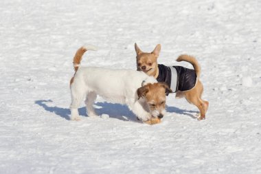 Jack Russell Terrier köpeği ve Chihuahua köpeği kış parkında oynuyorlar. Evcil hayvanlar. Safkan köpek.