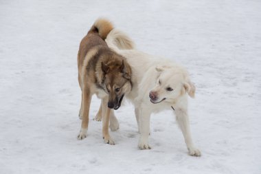 Labrador Retriever ve Batı Sibirya Laika kış parkında beyaz bir karla oynuyorlar. Evcil hayvanlar. Safkan köpek..