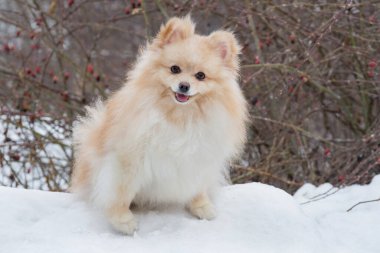 Şirin Pomeranya köpeciği kış parkında kameraya bakıyor. Deutscher Spitz veya Zwergspitz. Evcil hayvanlar..