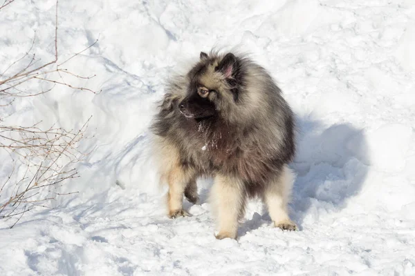 Deutscher Wolfspitz Cucciolo Piedi Una Neve Bianca Nel Parco Invernale — Foto Stock