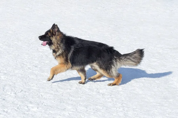 Lunghi Capelli Cane Pastore Tedesco Cucciolo Sta Camminando Una Neve — Foto Stock