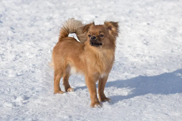 Leuke Chihuahua Puppy Staat Een Witte Sneeuw Het Winterpark Dieren — Stockfoto