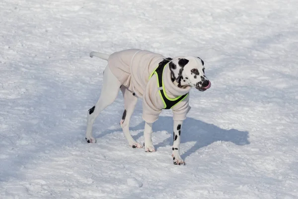 Söt Dalmatiska Valp Körs Vit Snö Vinterparken Sällskapsdjur Renrasiga Hundar — Stockfoto