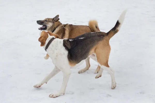 Russian hound and west siberian laika are playing on a white snow in the winter park. Pet animals. Purebred dog.