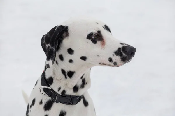 Portrait of cute dalmatian puppy close up. Pet animals. Purebred dog.