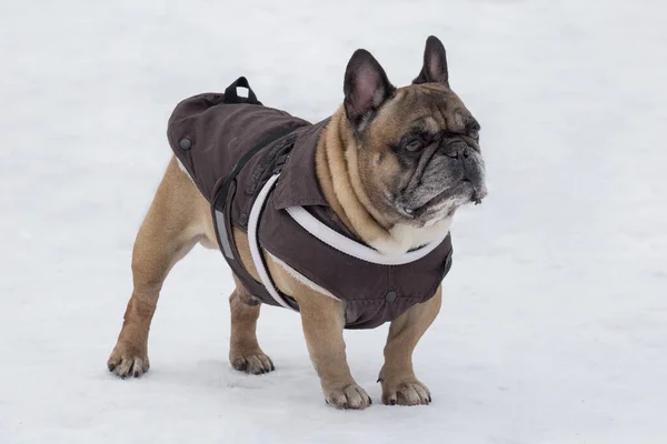 穿着漂亮宠物衣服的可爱的法国斗牛犬站在冬季公园里 宠物动物 纯种狗 — 图库照片