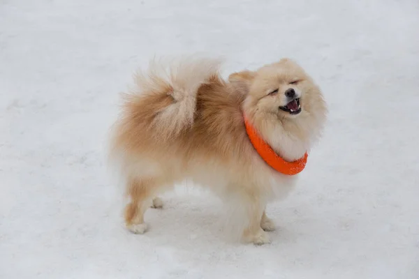 冬の公園では 赤い安定したザトウヒの子犬がおもちゃで遊んでいます ドイツのスピッツかツヴェルスピッツだ ペット動物 — ストック写真