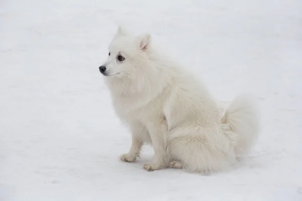 Leuke Japanse Spitz Puppy Zit Een Witte Sneeuw Het Winterpark — Stockfoto