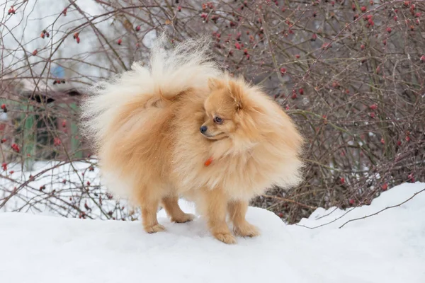 冬天的公园里 可爱的德舒什 斯皮茨小狗正站在玫瑰丛旁 宠物动物 纯种狗 — 图库照片
