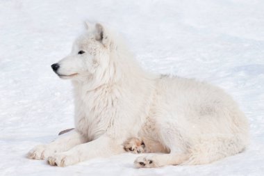 Vahşi kutup kurdu beyaz karın üzerinde yatıyor. Vahşi doğadaki hayvanlar gibi. Canis lupus arctos. Kutup kurdu mu beyaz kurt mu?.