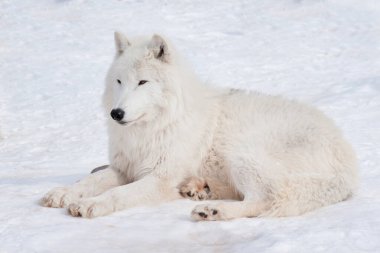 Vahşi Alaska tundra kurdu beyaz karın üzerinde yatıyor. Vahşi doğadaki hayvanlar gibi. Canis lupus arctos. Kutup kurdu mu beyaz kurt mu?.