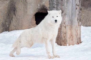 Vahşi Alaska tundra kurdu. Canis lupus arctos. Kutup kurdu ya da beyaz kurt. Yabani Hayvanlar.