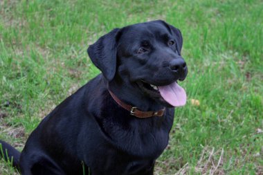 Şirin siyah labrador retriever bir bahar çayırında oturuyor. Evcil hayvanlar. Safkan köpek..