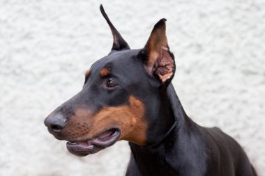 Gri arka planda izole edilmiş sevimli doberman pinscher. Evcil hayvanlar..