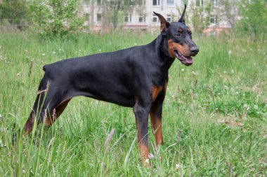 Tatlı doberman pinscher yeşil çimlerin üzerinde duruyor. Evcil hayvanlar..