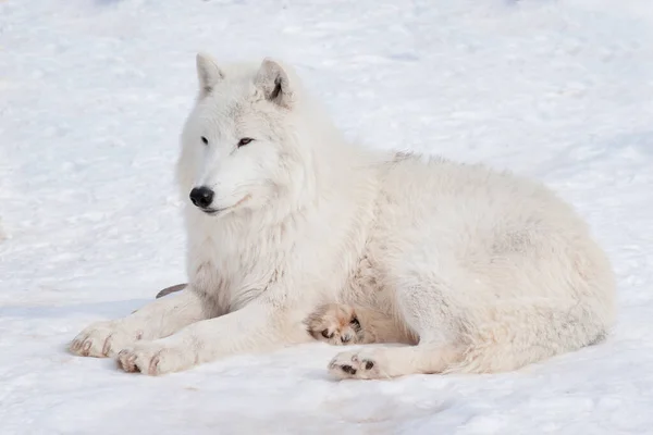 Άγριος Λύκος Της Αλάσκας Είναι Ξαπλωμένος Στο Λευκό Χιόνι Ζώα — Φωτογραφία Αρχείου