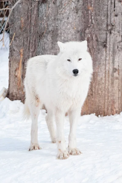 Loup Sauvage Toundra Alaska Est Debout Sur Neige Blanche Canis — Photo