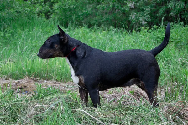 Aranyos Angol Bika Terrier Áll Egy Zöld Réten Állatok Fajtatiszta — Stock Fotó