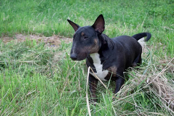 Terrier Touro Inglês Bonito Está Jogando Uma Grama Verde Animais — Fotografia de Stock