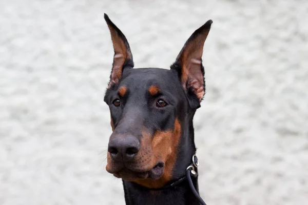 Porträt Eines Niedlichen Dobermannpinschers Vereinzelt Auf Grauem Hintergrund Haustiere — Stockfoto