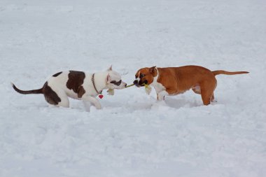 Amerikan teriyer köpekleri beyaz karla oynuyorlar. Evcil hayvanlar. Yedi aylık..
