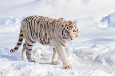 Vahşi beyaz bengal kaplanı kameraya bakıyor. Yabani Hayvanlar.
