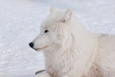 Vahşi Alaska tundra kurdu yaklaşıyor. Canis lupus arctos. Kutup kurdu ya da beyaz kurt. Yabani Hayvanlar.