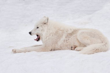 Vahşi Alaska tundra kurdu beyaz kar üzerinde uzanıyor ve esniyor. Canis lupus arctos. Yabani Hayvanlar.