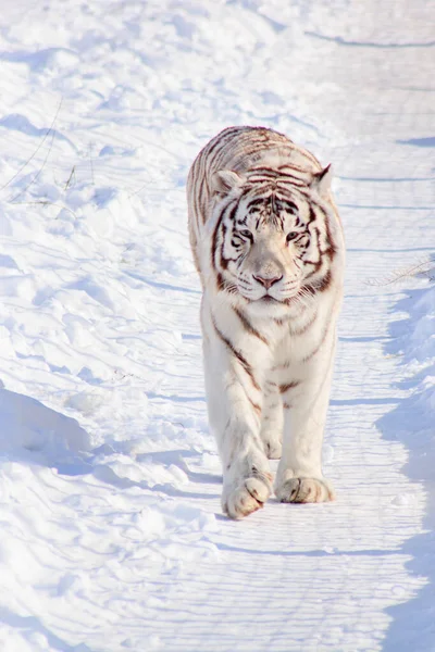 Tigre Bengala Blanco Salvaje Está Caminando Sobre Nieve Blanca Animales — Foto de Stock