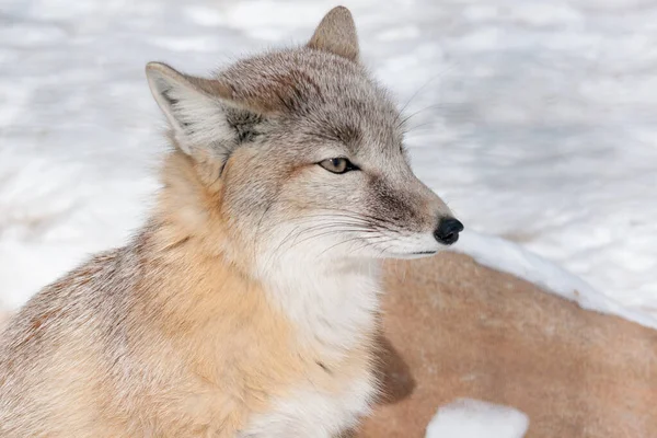 Jonge Corsac Vos Ligt Witte Sneeuw Wild Dier Met Pluizig — Stockfoto