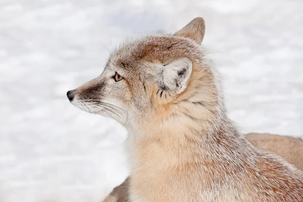 年轻的羚羊狐狸靠拢了 野生动物 毛茸茸的动物 — 图库照片