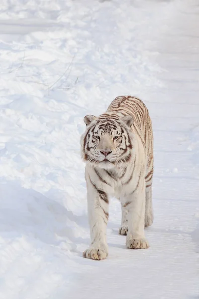 野生白斑虎在早晨散步 Panthera Tigris Tigris 野外的动物 — 图库照片