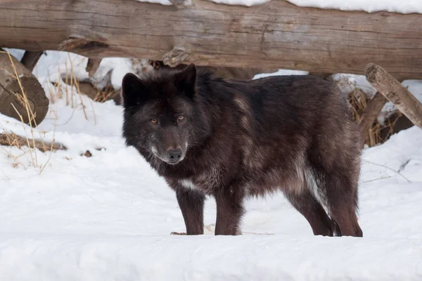 Wilde Zwarte Canadese Wolf Staat Witte Sneeuw Canis Lupus Pambasileus — Stockfoto